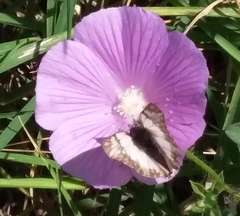 Heliopetes laviana