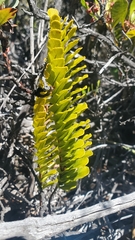 Polypodium pellucidum vulcanicum