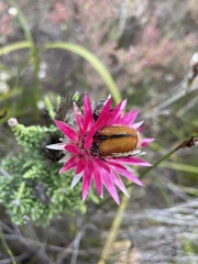 Trichostetha capensis hottentotta