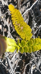 Polypodium pellucidum vulcanicum