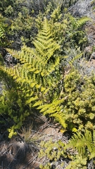 Pteridium aquilinum decompositum