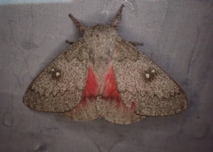 Syssphinx heiligbrodti