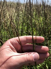 Juncus mexicanus
