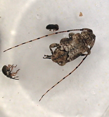 Sternidius mimeticus