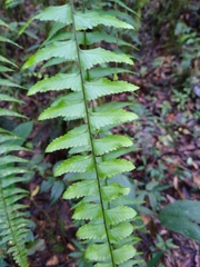 Asplenium harpeodes