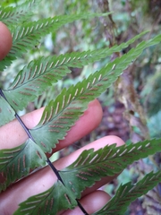 Asplenium harpeodes