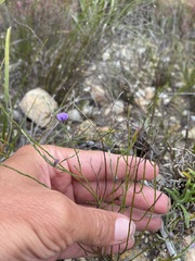 Amphithalea biovulata
