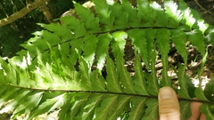 Asplenium contiguum