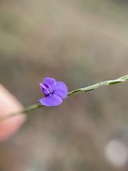 Amphithalea biovulata