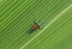 Aetole unipunctella