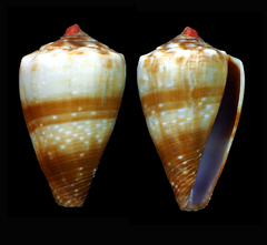 Conus balteatus