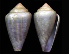 Conus balteatus