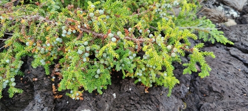 Azores juniper