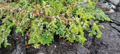 Juniperus brevifolia