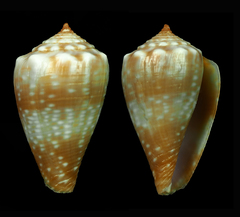 Conus balteatus