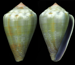 Conus balteatus