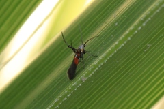 Aetole unipunctella