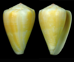 Conus balteatus