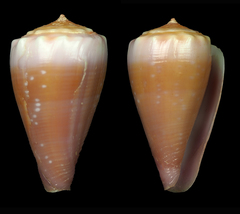 Conus balteatus