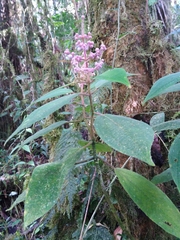 Miconia costaricensis