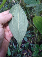Miconia costaricensis