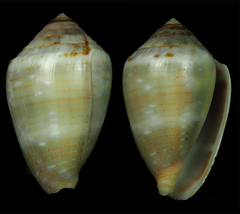 Conus balteatus