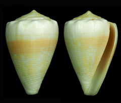 Conus balteatus