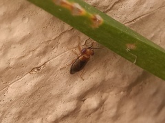 Isthmocoris imperialis