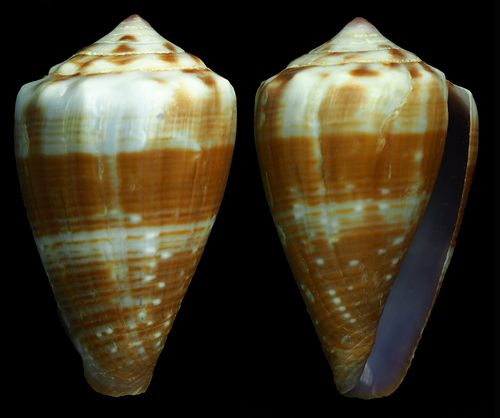 Mauritian Cone
