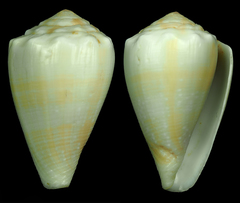 Conus balteatus