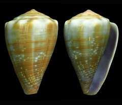Conus balteatus