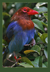 Sri Lanka Blue Magpie photo 5