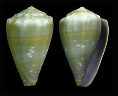 Conus balteatus