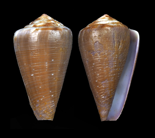 Mauritian Cone