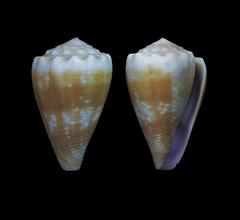 Conus balteatus