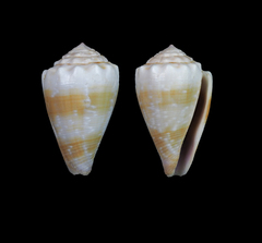 Conus balteatus