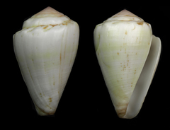 Conus balteatus