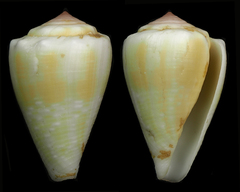Conus balteatus