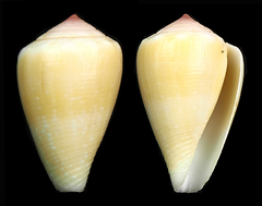 Conus balteatus