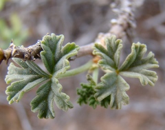 Pelargonium trifidum