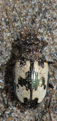 Tetragonoderus