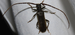 Amphelictus