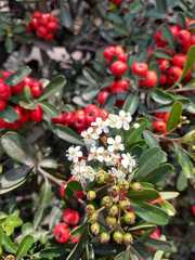 Pyracantha