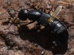 Ocypus nitens