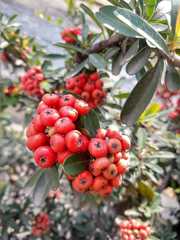 Pyracantha