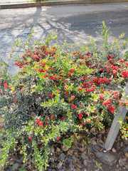Pyracantha