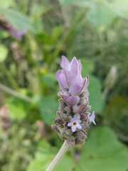 Lavandula dentata
