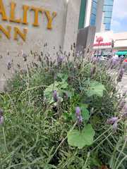 Lavandula dentata