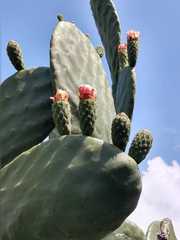 Opuntia ficus-indica