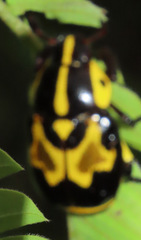 Rutela